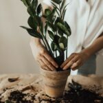 The balcony gardening culture : beginners guide; tips and ideas