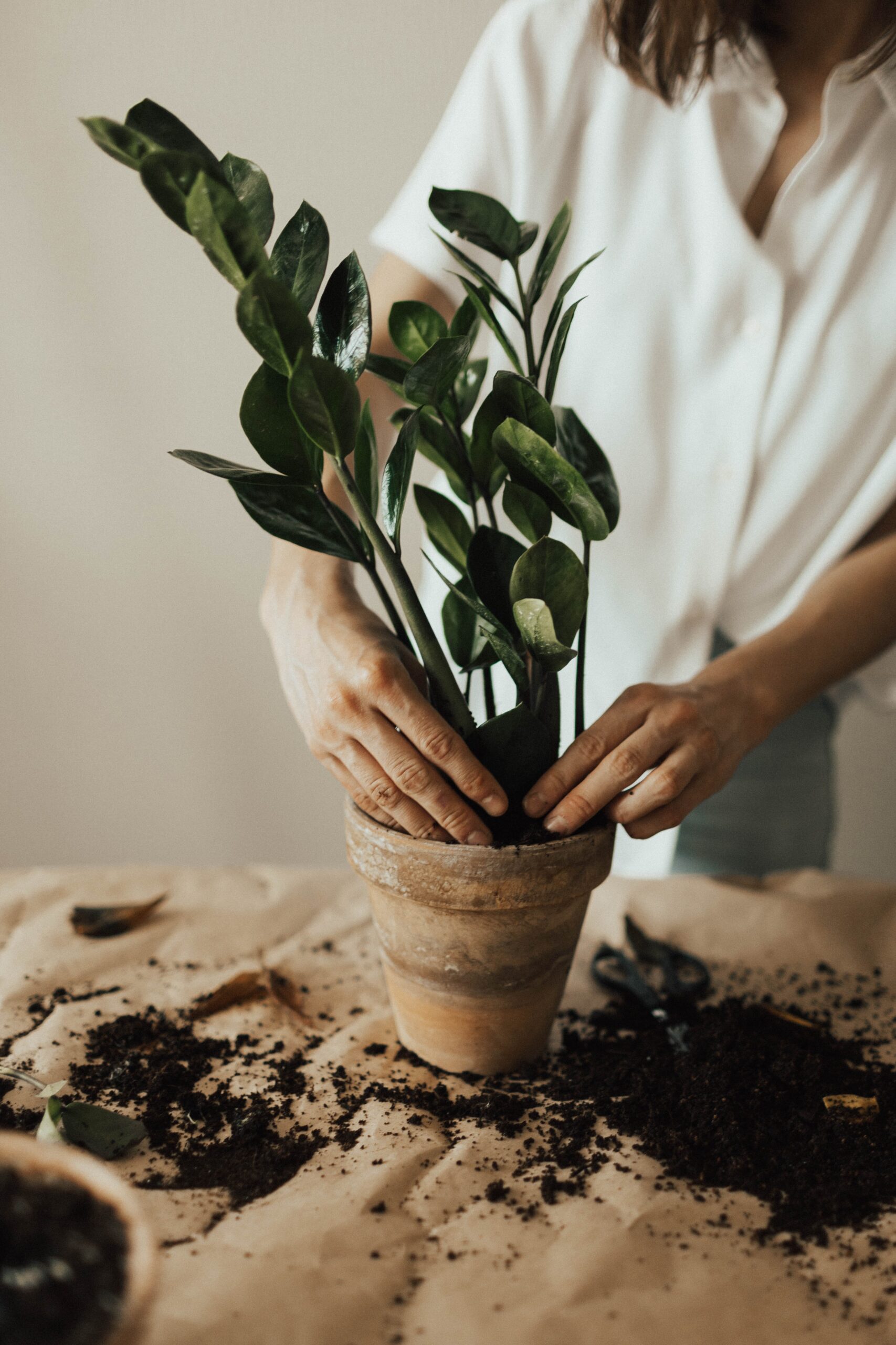 The balcony gardening culture : beginners guide; tips and ideas