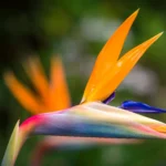 Bird of Paradise Flower