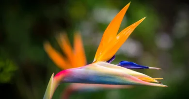 Bird of Paradise Flower