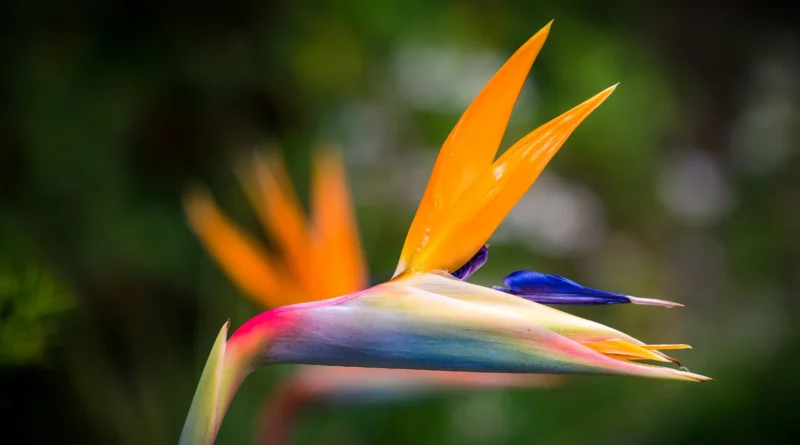 Bird of Paradise Flower