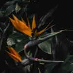 Bird of Paradise