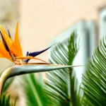 Bird of Paradise