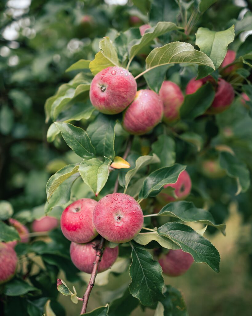 Healthy gardening