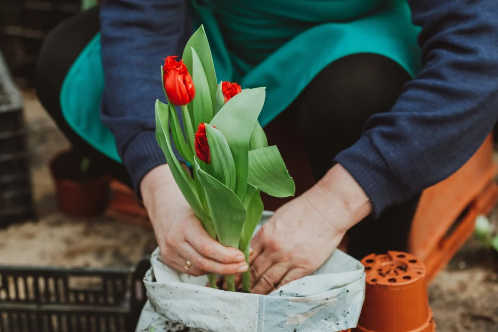 plant tulip