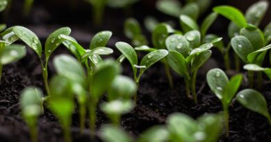 Urban gardening