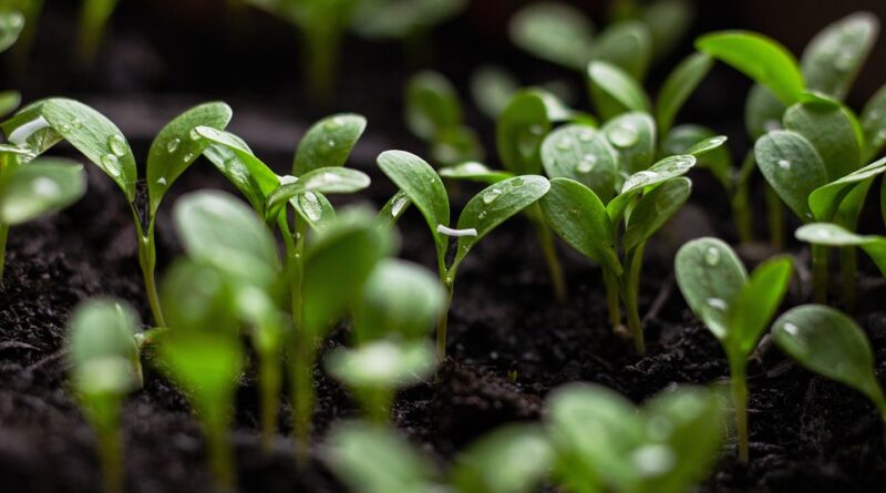 Urban gardening