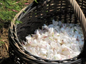 How to Plant Jasmine