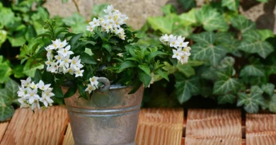 How to Plant Jasmine