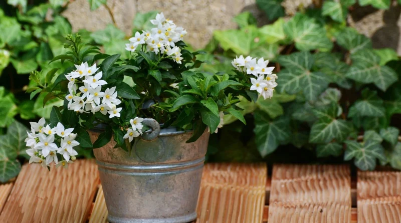 How to Plant Jasmine