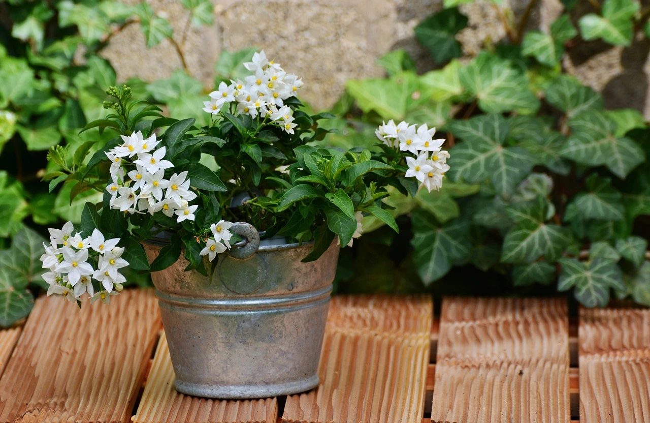 Grow Your Own Paradise: How to Plant Jasmine for Beginners