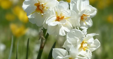 plant Narcissus