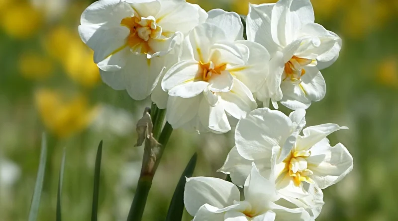 plant Narcissus