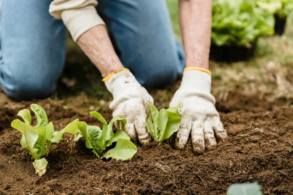 soil preparation